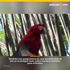 Escapa Jaguar en Zoologico