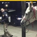Termina arrestado tras montar a caballo en plena autopista