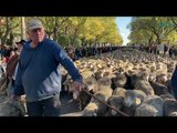 1 500 brebis dans le centre d'Arles pour la transhumance