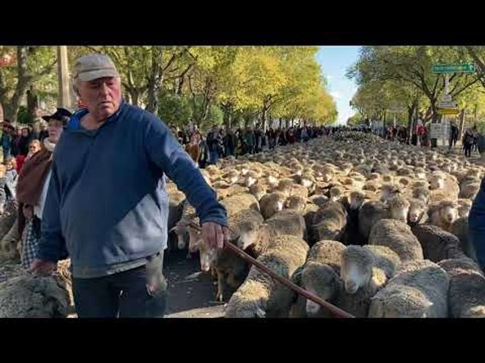 1 500 brebis dans le centre d'Arles pour la transhumance