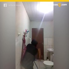 Intenta matar a un ratón con un gato