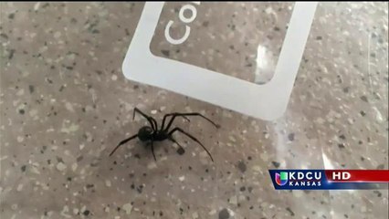 Como prevenir picaduras de araña