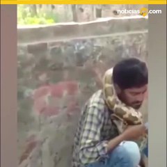 Pit%c3%b3n estrangula a su amo durante un espect%c3%a1culo en India