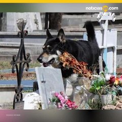 Muere Capitán, perrito que resguardó la tumba de su amo por 10 años