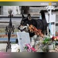Muere Capitán, perrito que resguardó la tumba de su amo por 10 años