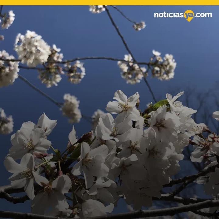 Flores en Washington DC