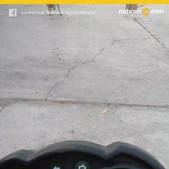 Los perritos teleras de México