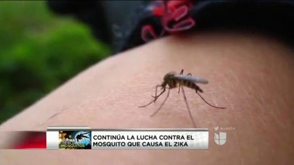 VIDEO: Falta de información del Zika en la comunidad hispana