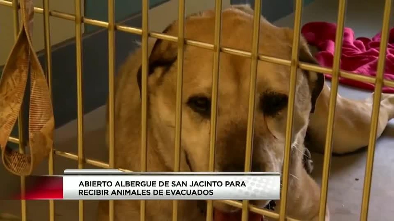 LOOK-LIVE-REFUGIO-ANIMALES