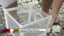 VIDEO: Florida primer estado en reportar casos locales de Zika
