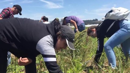 DREAM ACADEMY IN THE FIELDS