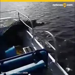 Caim%c3%a1n sorprende a turistas en Florida al saltar a su bote