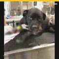 VIDEO: Policías rescatan a perro que fue arrastrado en calles de Florida