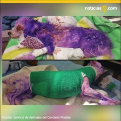 Perrito sufre tras ser quemado con tinte violeta para el cabello