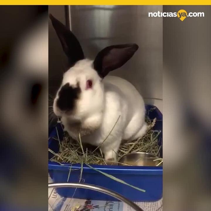 Rescatan a conejos en CA