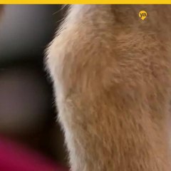 Rescatan a perrita encerrada en carro caliente en Texas