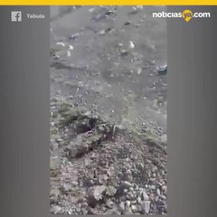 Desechan huevos y basurero termina invadido por pollitos