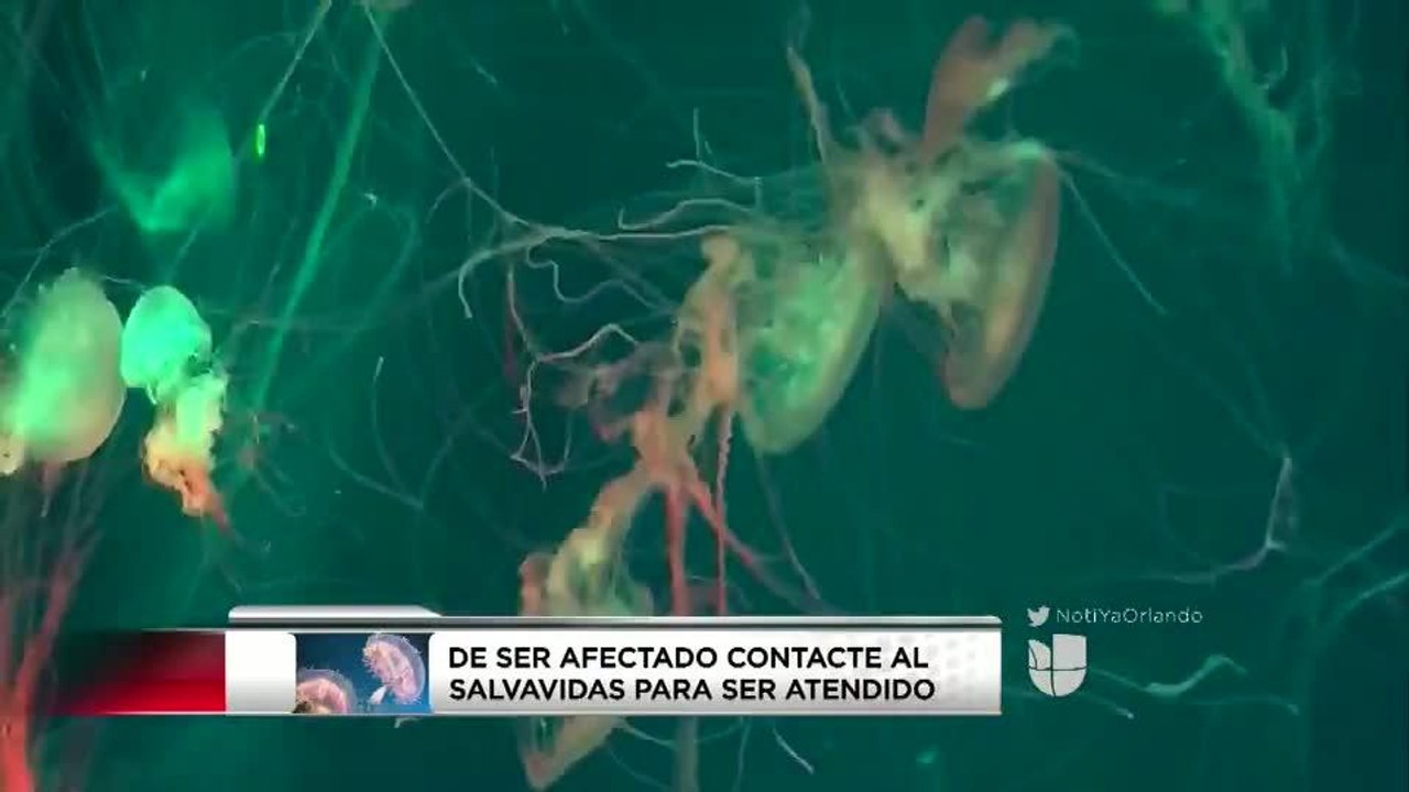2,050 personas afectadas por picaduras de medusas en playas de Volusia