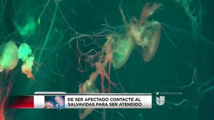 2,050 personas afectadas por picaduras de medusas en playas de Volusia