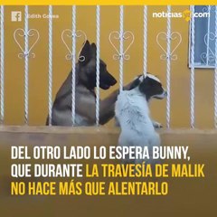 Esfuerzo de un perro por estar con su amada se hace viral
