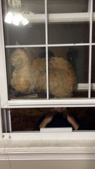 Cat Somehow Stuck Between Two Windows