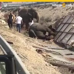Accidente de elefants