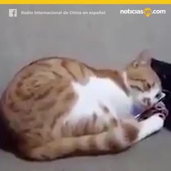 Gatito llora a su dueña muerta