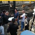 Tigres atacan a un hombre que les da agua en Guatemala
