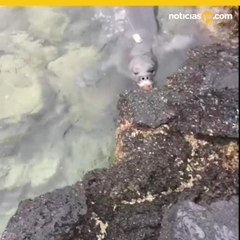 Foca con cuchillo nos recuerda la importancia de no tirar basura