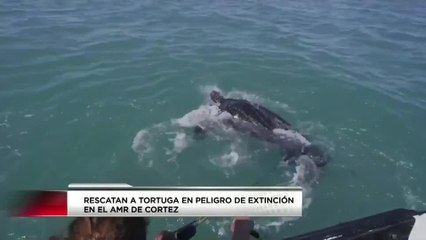 sea sheperd tortuga
