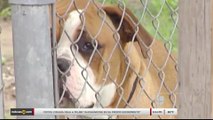 Noticias Laredo 5pm 112717 - Clip- Queja por ataque de perros callejeros