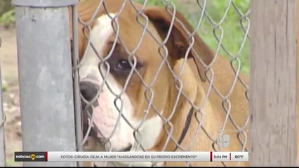 Descargar video: Noticias Laredo 5pm 112717 - Clip- Queja por ataque de perros callejeros