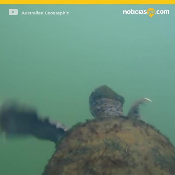Tortuga Punk Australia