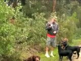 Dog Training Labrador Retriever