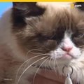 Grumpy Cat gana demanda por derechos de autor