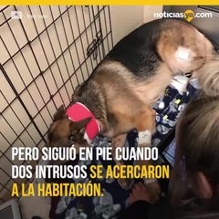 Rex, el perro héroe que protegió a su dueño de dos asaltantes
