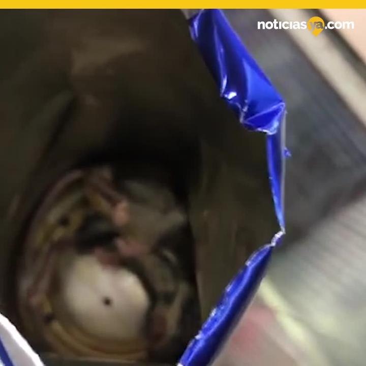 Mouse In Redbull