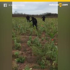 Destruyen plantas de Amapola en Sinaloa