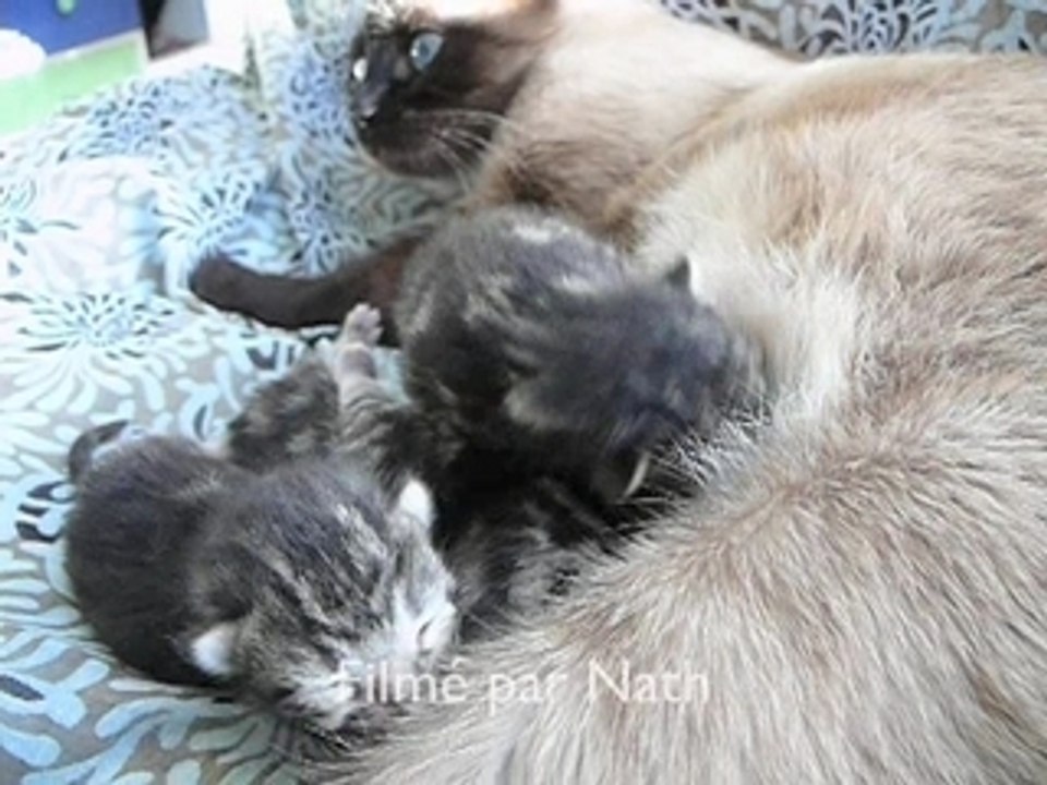 Chatons 2008 3 jours