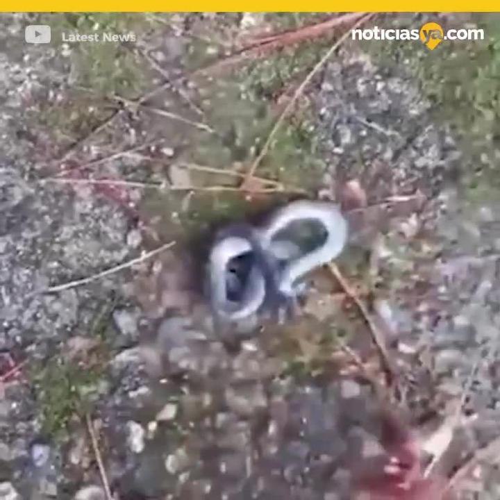Serpiente de dos cabezas