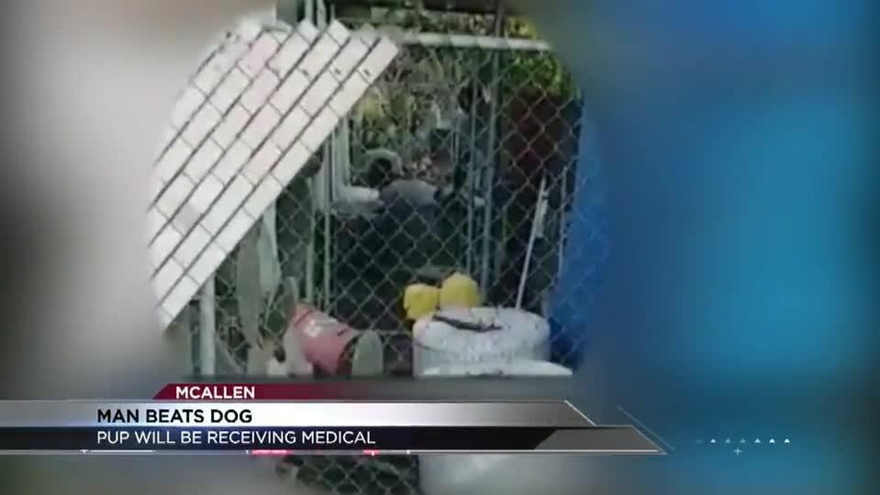 man beats dog
