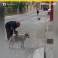 Hombre de la calle abriga perritos