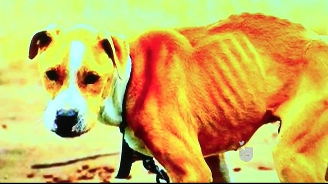 Noticias Laredo 5pm 082917 - Clip - mascotas