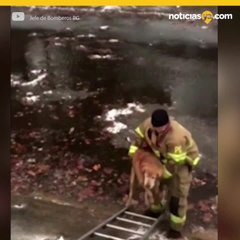 Perrito rescatado por Bomberos