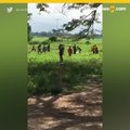 Venezolanos matan a pedradas a una vaca para comersela