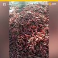 Ratas corriendo entre chiles secos