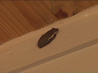 10P MA PKG EFECTO ECLIPSE