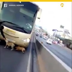 Policía salva a dos perros confundidos en carretera