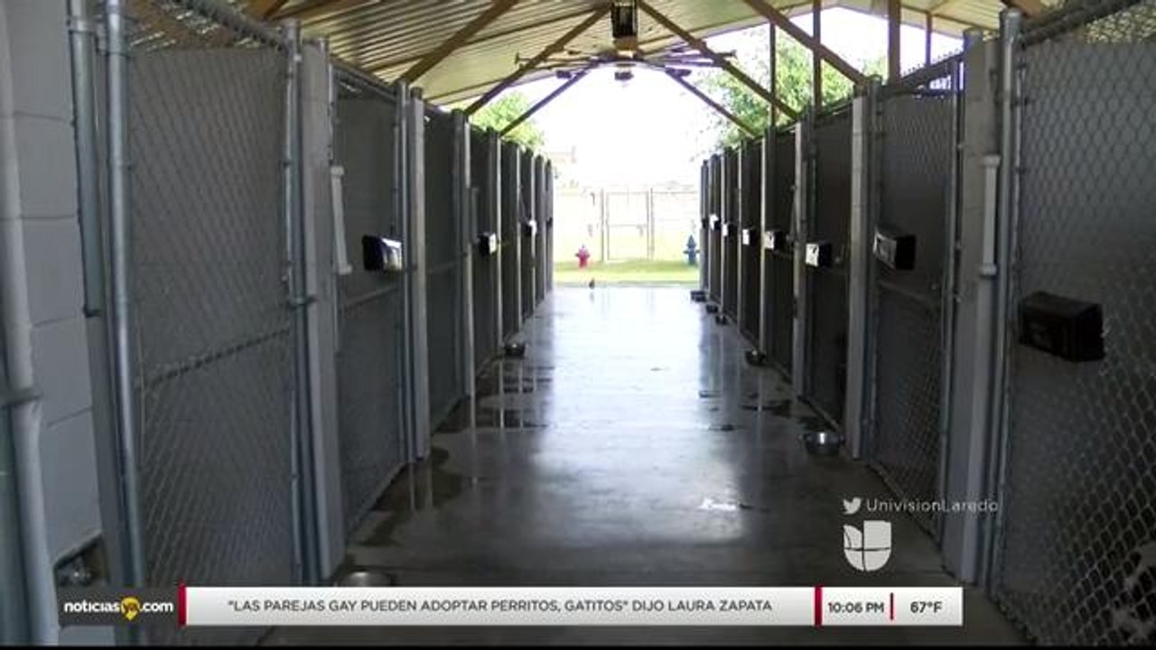 Noticias Laredo 10pm 120117 - Clip - perros