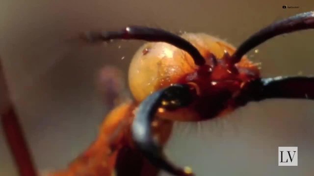 Curiosidades que al decirlas te harán más interesante